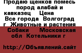 Продаю щенков помесь пород алабай и кавказец. › Цена ­ 1 500 - Все города, Волгоград г. Животные и растения » Собаки   . Московская обл.,Котельники г.